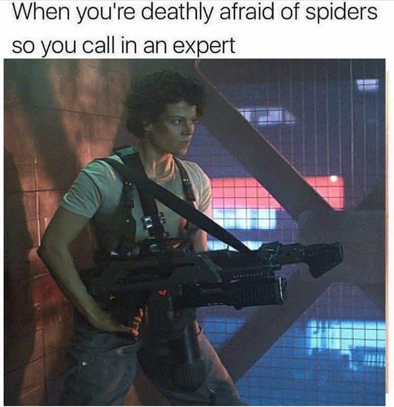 When you're deathly afraid of spiders so you call in an expert