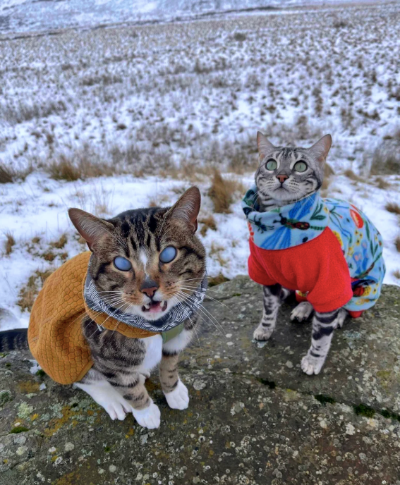 Cheezburger Image 10612775936