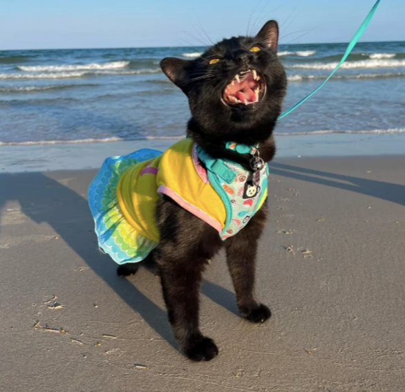 Cheezburger Image 10612776192