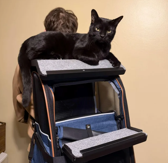 Cheezburger Image 10612776448