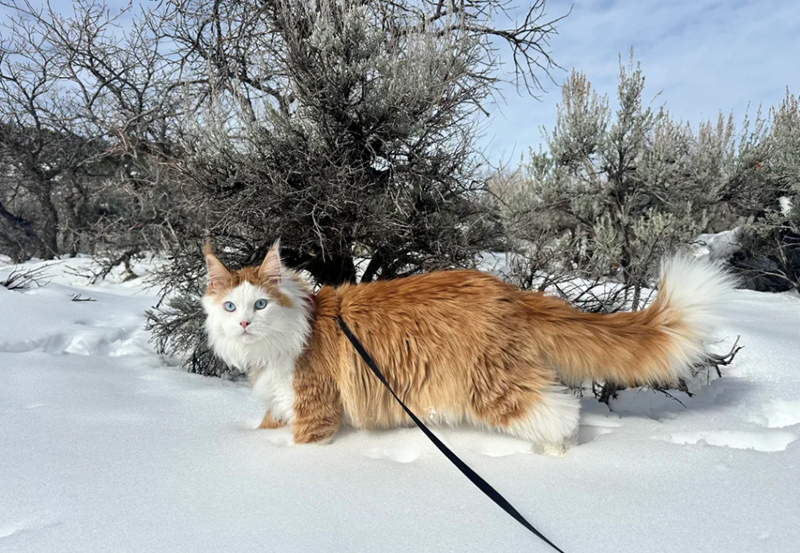 Cheezburger Image 10612776704