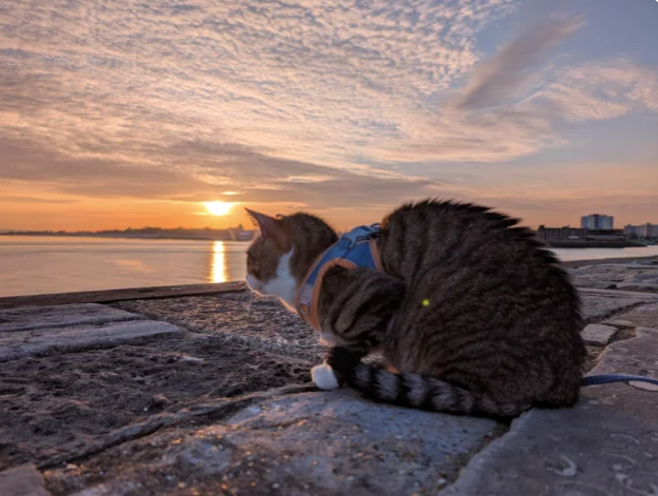 Cheezburger Image 10612776960