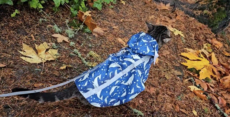 Cheezburger Image 10612777216