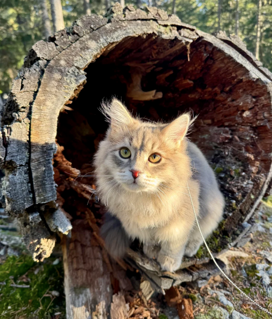 Cheezburger Image 10612777728