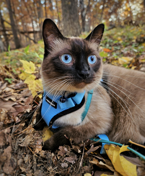 Cheezburger Image 10612777984