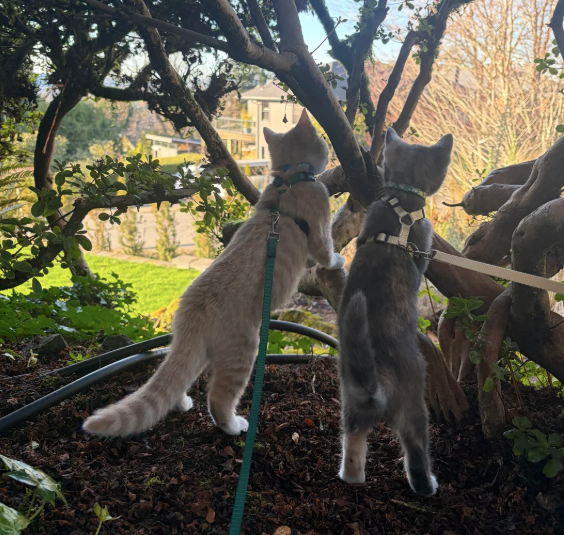 Cheezburger Image 10612778240