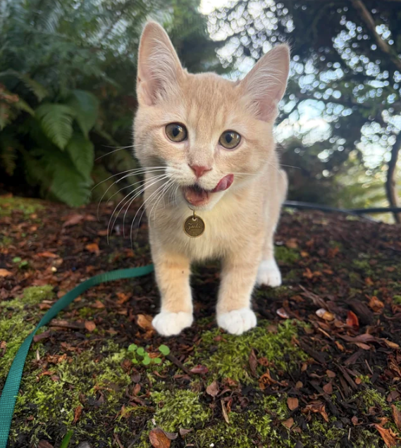 Cheezburger Image 10612778496