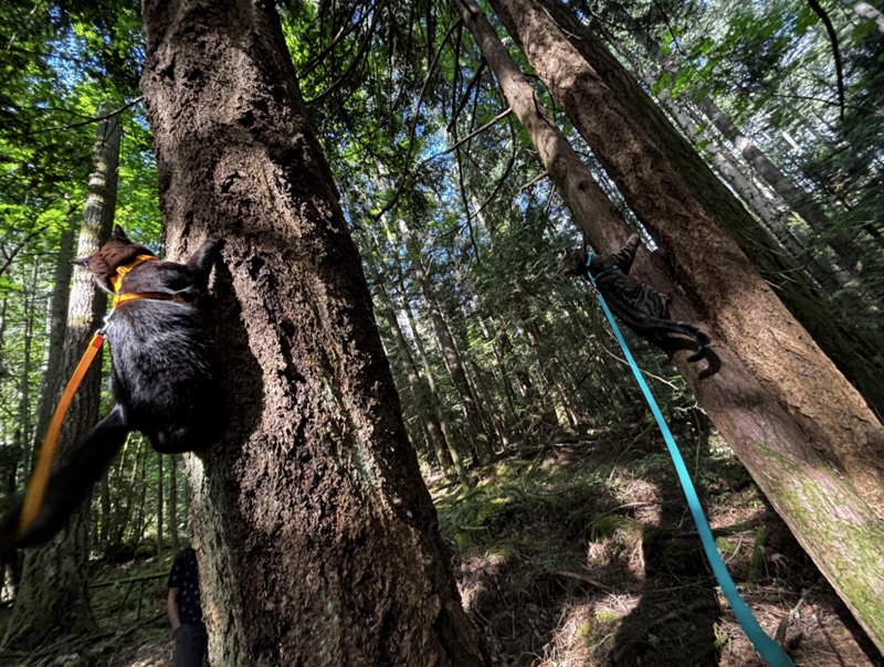 Cheezburger Image 10612778752