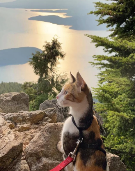 Cheezburger Image 10612779008