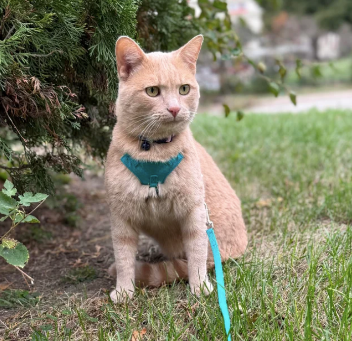 Cheezburger Image 10612779520