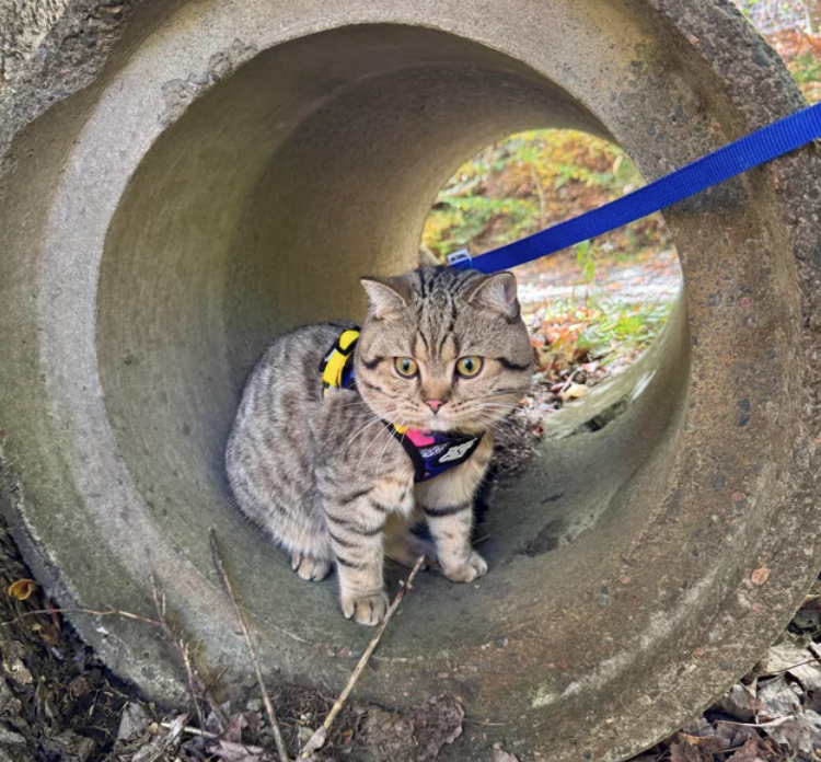 Cheezburger Image 10612779776