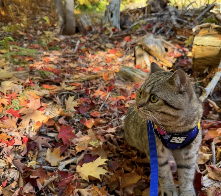 Cheezburger Image 10612780032