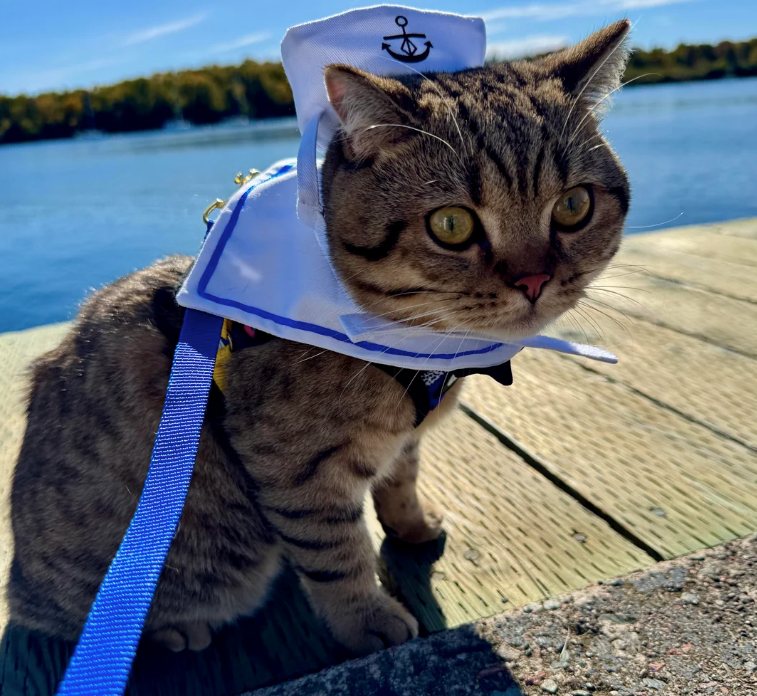 Cheezburger Image 10612780288