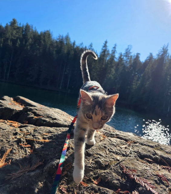 Cheezburger Image 10612780544