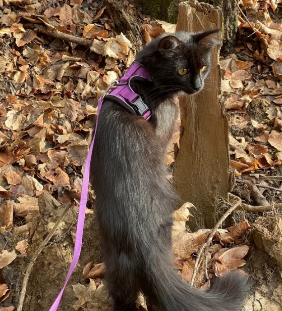 Cheezburger Image 10612781056