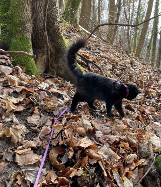 Cheezburger Image 10612781312