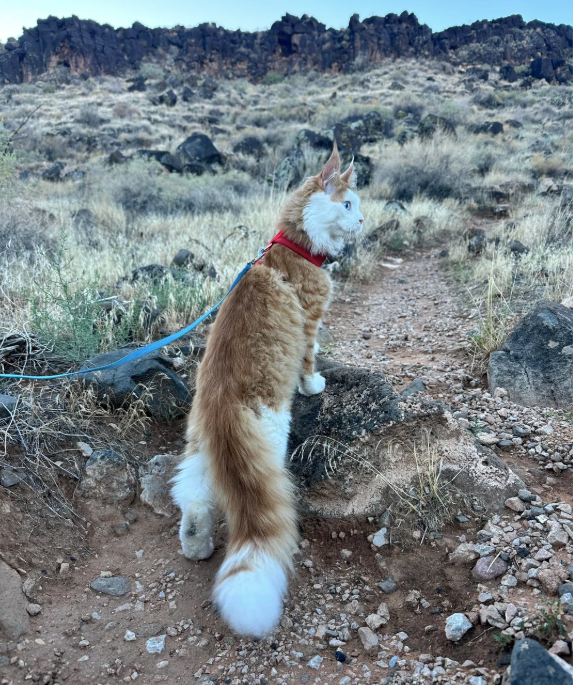 Cheezburger Image 10612781568