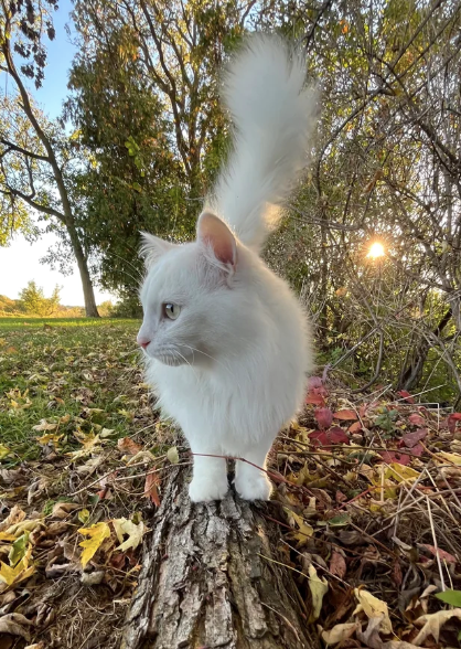 Cheezburger Image 10612782080