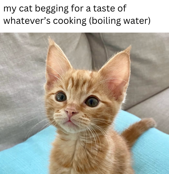 my cat begging for a taste of whatever's cooking (boiling water)