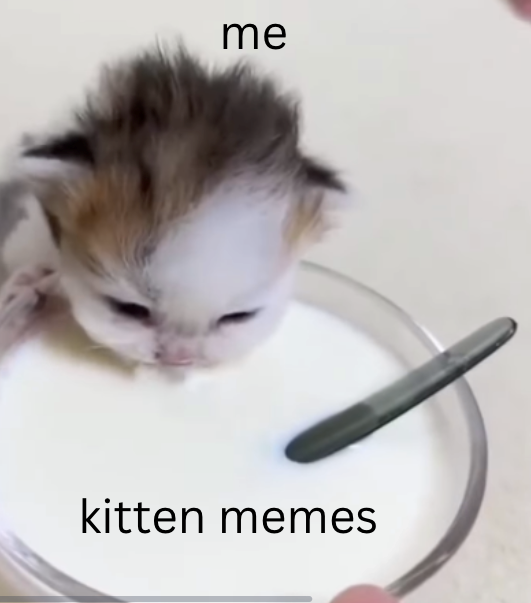 me kitten memes