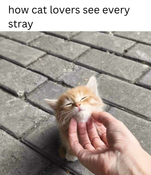how cat lovers see every stray