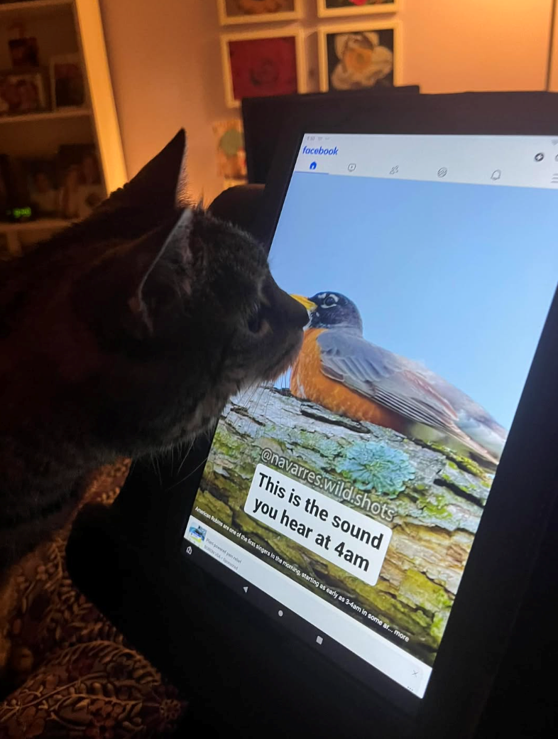 facebook D @navarres.wild.shots This is the sound you hear at 4am American Robins are one of the first singers in the moming, starting as early as 3-4am in some ar... more B