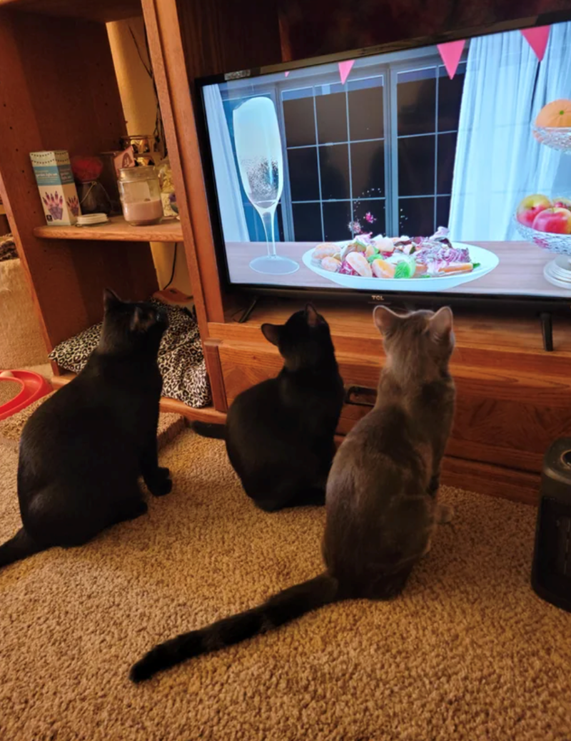 Cheezburger Image 10612793088