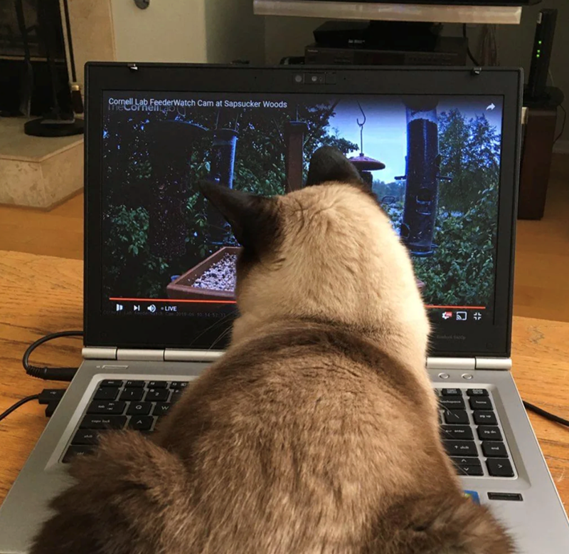 Cornell Lab FeederWatch Cam at Sapsucker Woods meCornent Corne LIVE sch Ca 2015-05 10 14-52 13 Q W