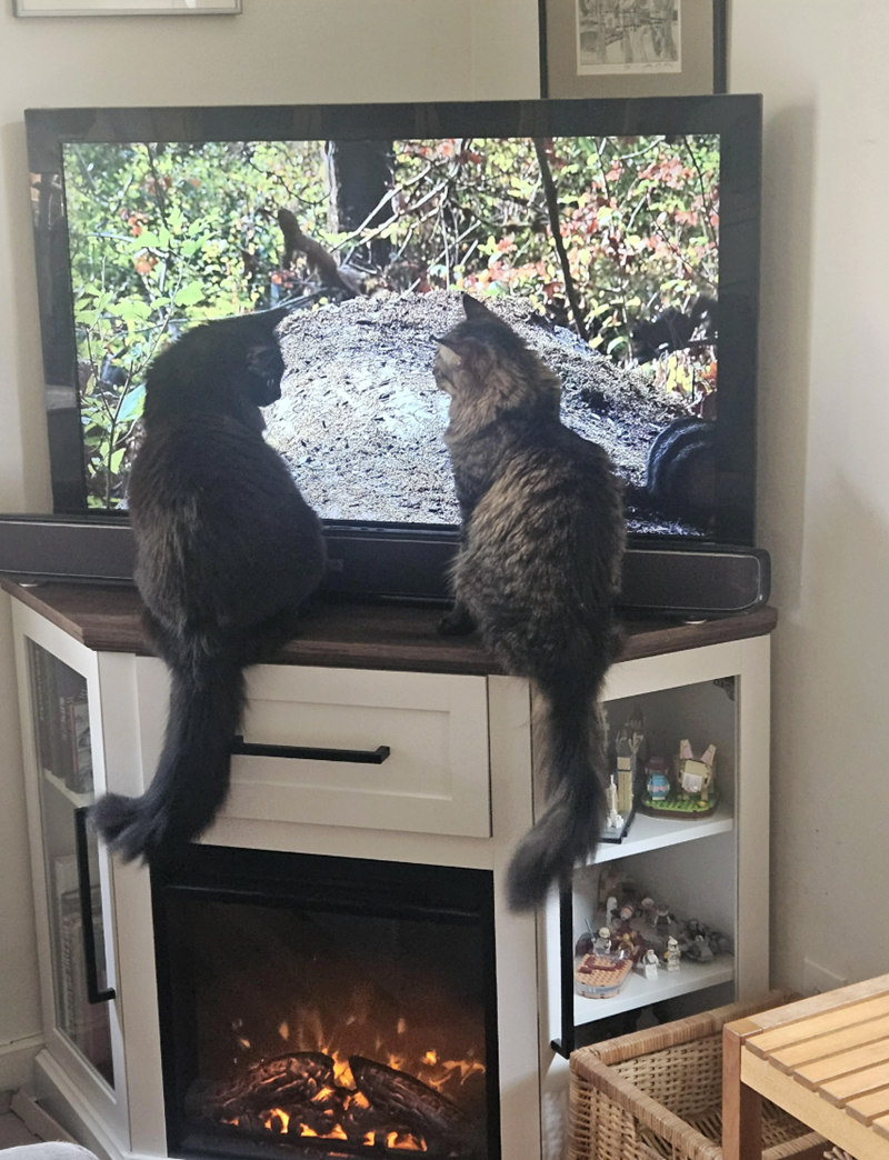 Cheezburger Image 10612793856