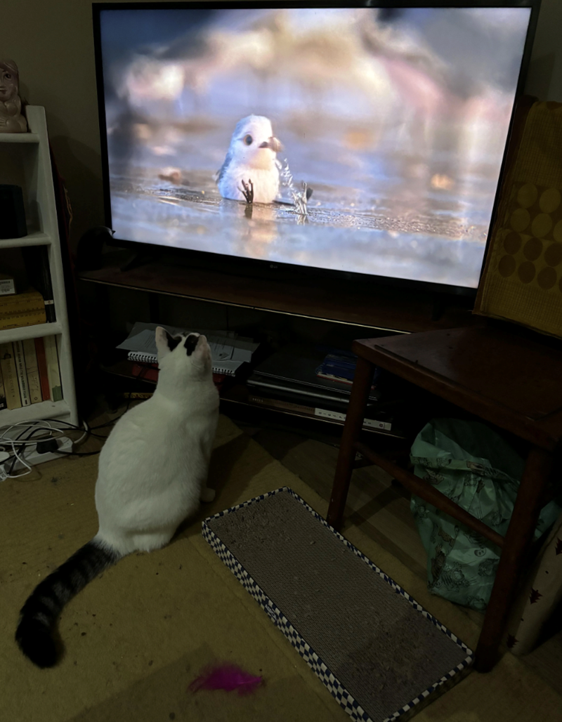 Cheezburger Image 10612794112