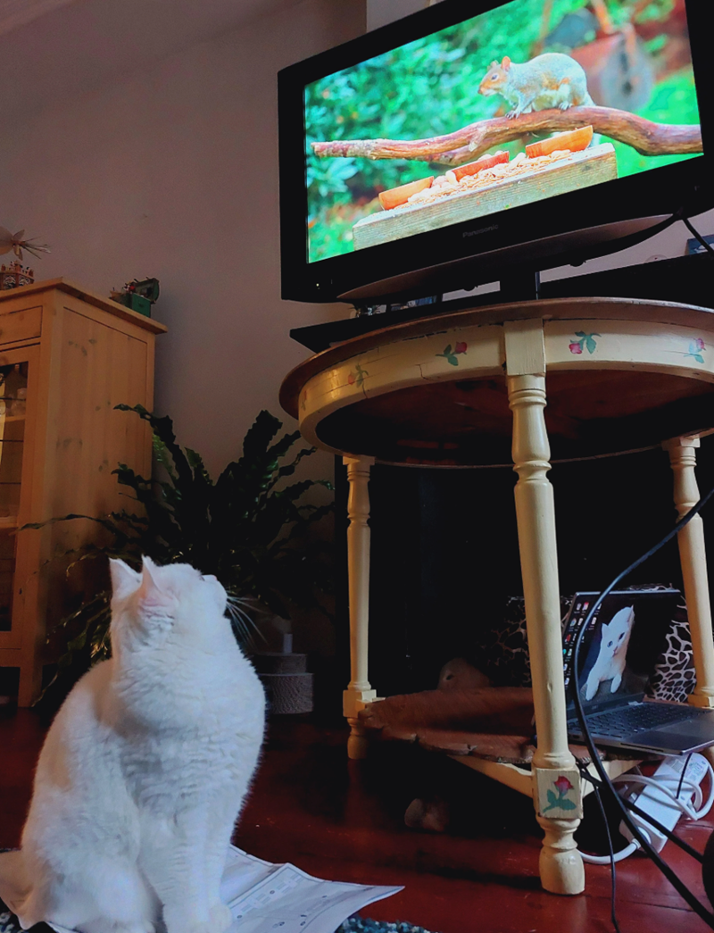 Cheezburger Image 10612794368