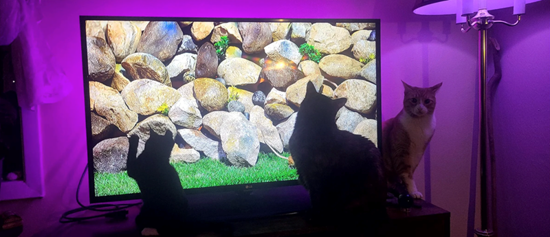 Cheezburger Image 10612794624