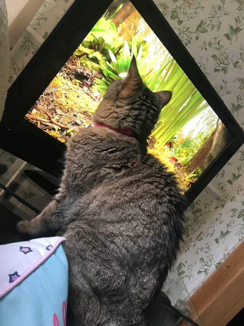 Cheezburger Image 10612794880