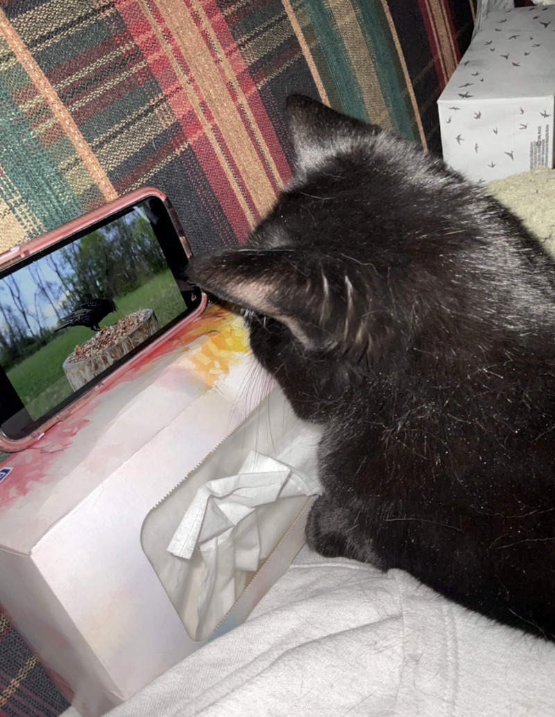 Cheezburger Image 10612795392