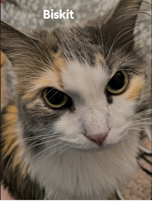 Biskit