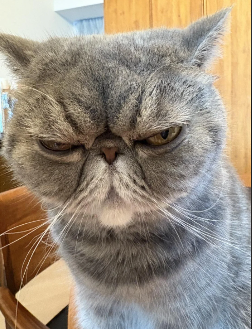 Cheezburger Image 10612809984