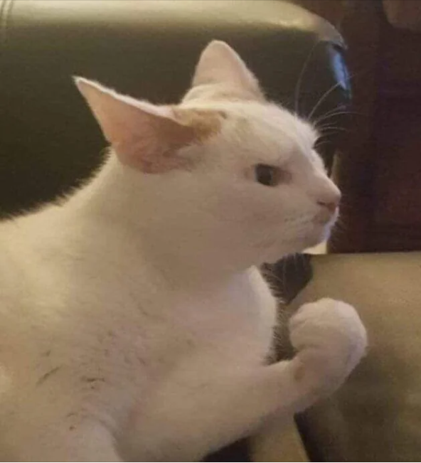 Cheezburger Image 10612810752