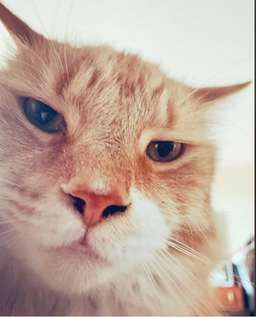 Cheezburger Image 10612811008