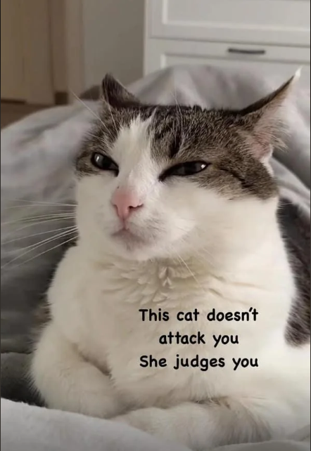 This cat doesn't attack you She judges you