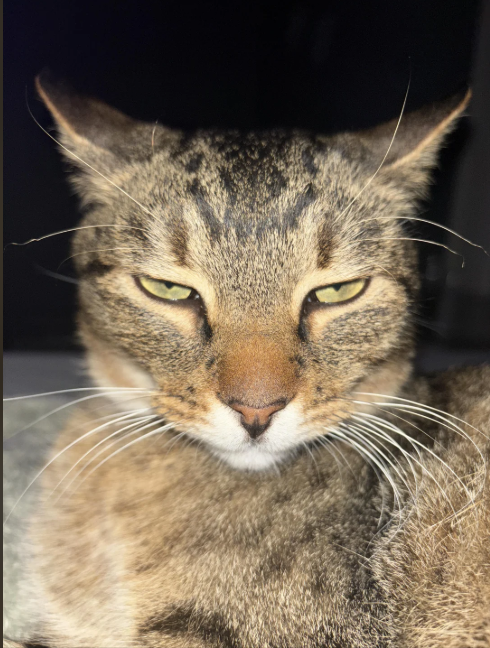 Cheezburger Image 10612812032