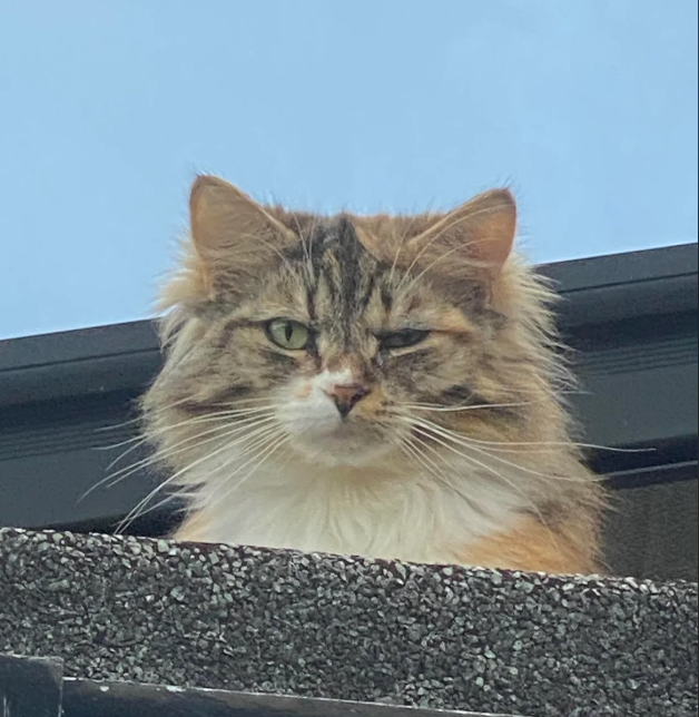 Cheezburger Image 10612813312