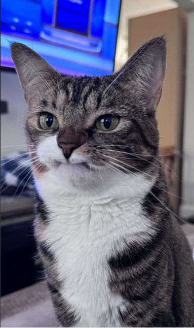 Cheezburger Image 10612814080