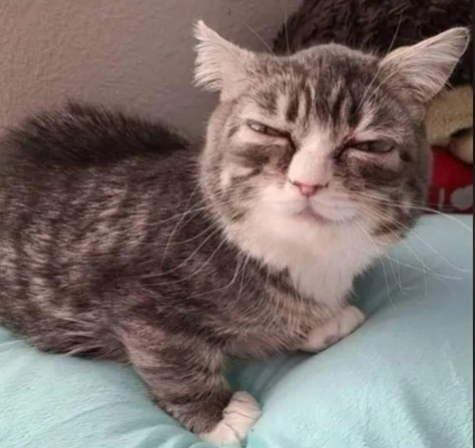 Cheezburger Image 10612818432