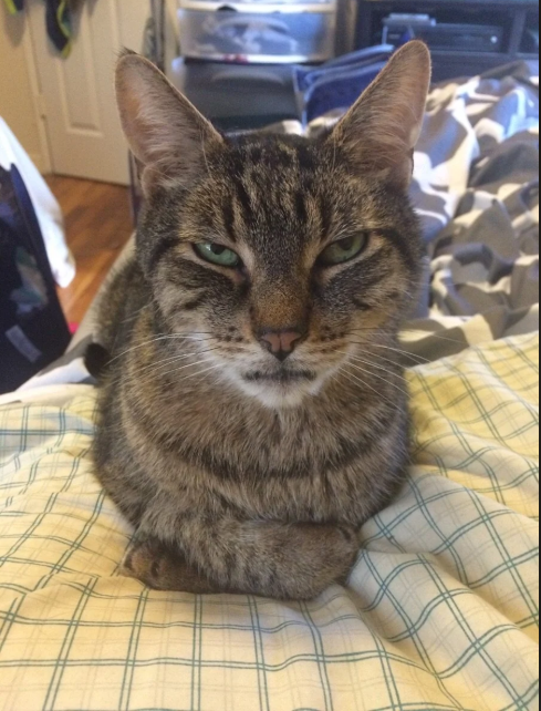 Cheezburger Image 10612818688