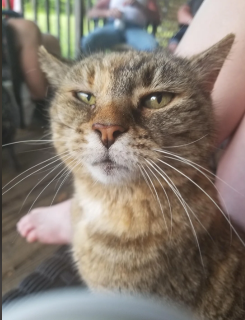 Cheezburger Image 10612819456