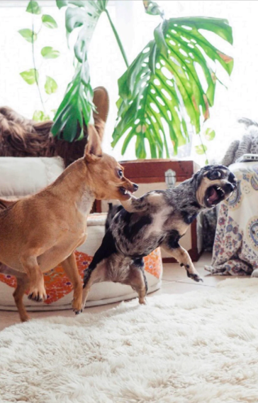 Cheezburger Image 10612825344