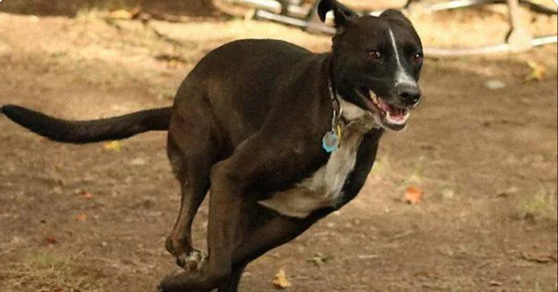 Cheezburger Image 10612825600