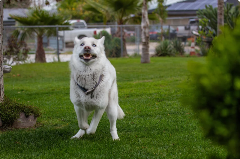 Cheezburger Image 10612826112