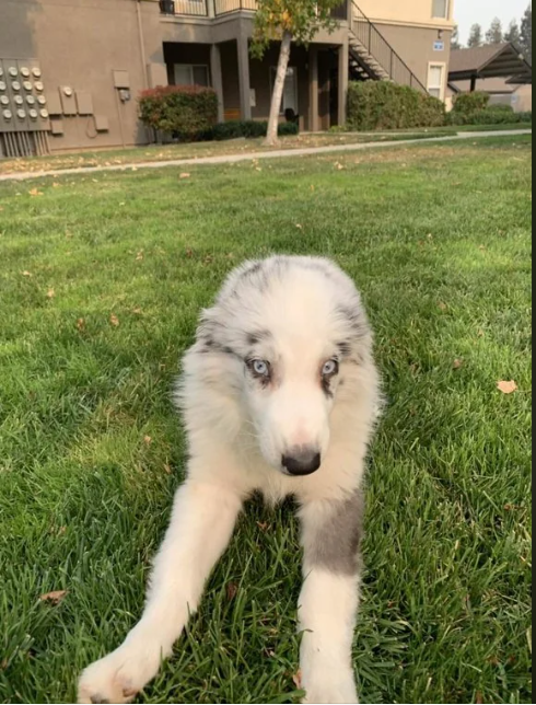 Cheezburger Image 10612827136