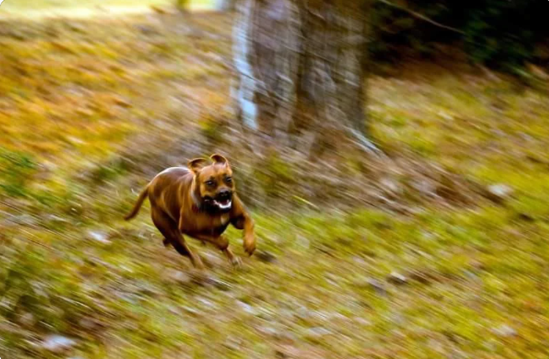 Cheezburger Image 10612827392